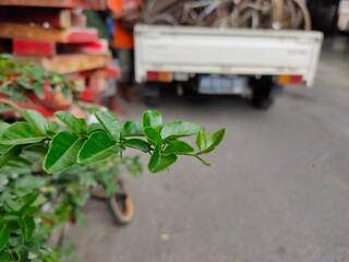 Green leaves on the blur background of pickup truck
