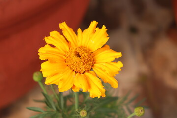 Closeup of a beautiful yellow and Yellow  Marguerite, Daisy flower