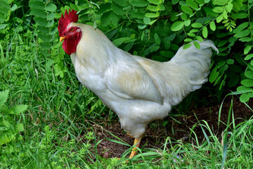 Ein stolzer weißer Hahn (Nahaufnahme)