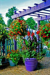 Patio with Containers and Hanging Baskets from a Pergola