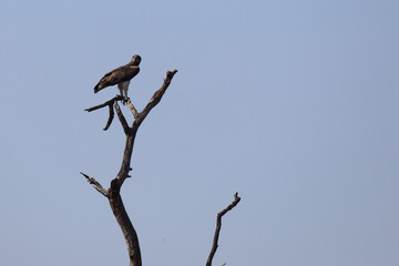 Kampfadler / Martial Eagle / Polemaetus bellicosus