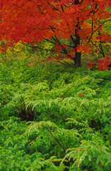 499-78 Juniper & Maple