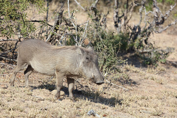 Fototapeta premium Warzenschwein / Warthog / Phacochoerus africanus...