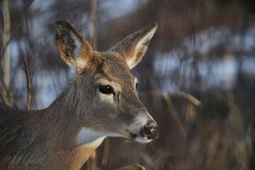 White-tailed deer (Odocoileus virginianus) doe, Calgary, Alberta, Canada