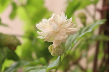 white peony flower blooming