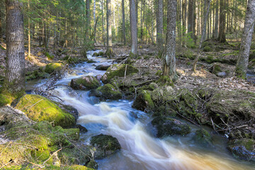 Spring river in the middle of the forest