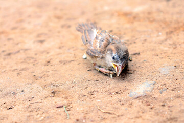 sparrow sitting in the garden