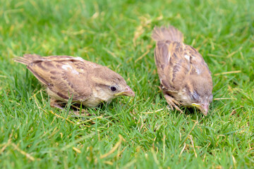 Two sparrow shitting in the grass