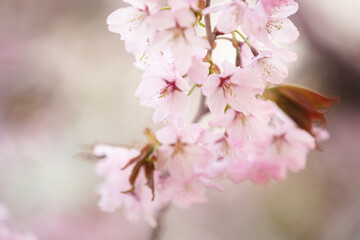 Beautiful Sakura Flower or Cherry Blossom on blue sky Background