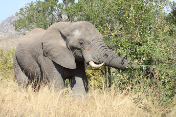 Obraz premium Afrikanischer Elefant / African elephant / Loxodonta africana