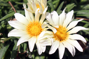 African white daisy ground cover