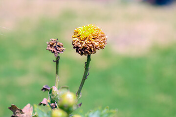 flower of a thistle in the garden 