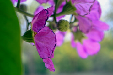 two four o'clock family pink colour