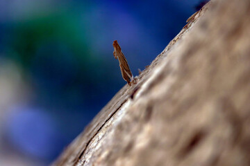 dragonfly on a rock tree