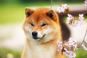 Close-up portrait of red shiba inu dog on cherry blossom's background. Japanese shiba dog and blooming sakura. Hanami