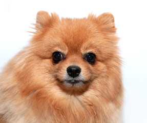 Obraz premium red-haired Spitz breed