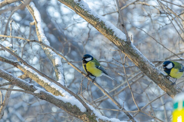 Parus bird in winter on a tree branch in the forest.