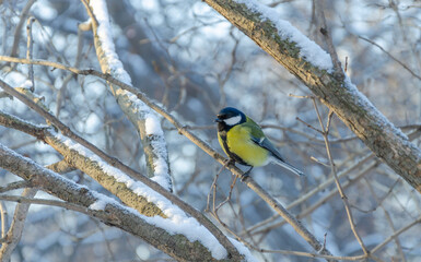 Parus bird in winter on a tree branch in the forest.