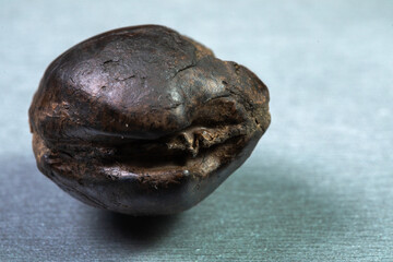 Fossilized ammonite. Ancient fossil cephalopod mollusc