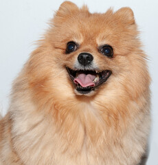 red-haired Spitz breed