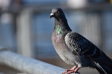 pigeon on the wall, Pigeon, Bird, Nature,