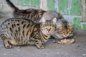 Street cats and kittens eat food brought by compassionate people. Taking care of homeless animals.