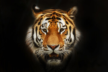 Siberian tiger (Panthera tigris tigris) head portrait isolated on black background