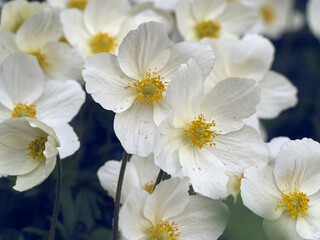 Anemone flowers in the garden.