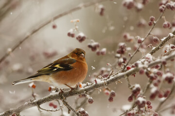 common chaffinch (Fringilla coelebs) on the branches of a snow-covered bush