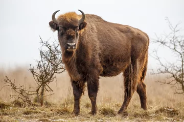 Wandcirkels tuinposter Europese bizon (Bison bonasus) het grootste zoogdier dat in Europa leeft © michal