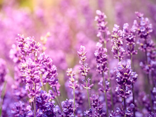 Obraz premium Soft focus on lavender flowers.