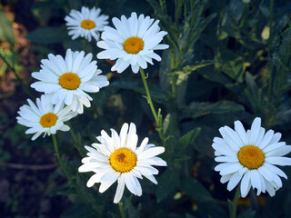 Fototapeta premium Chamomile flowers in the meadow.