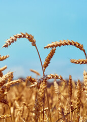 Golden ripe ears of wheat.