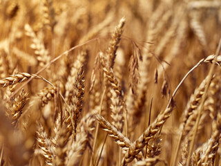 Golden ripe ears of wheat.