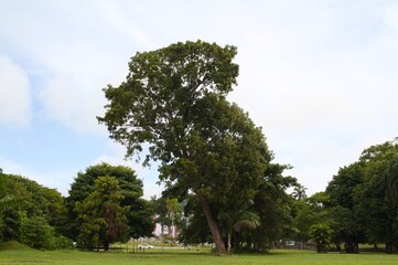 tree with sky background