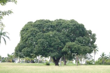 tree with sky background © cristhian