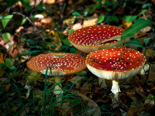 Fly agaric in the autumn forest.