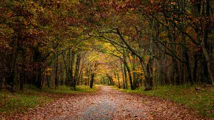 Country road in autumn Virginian forest