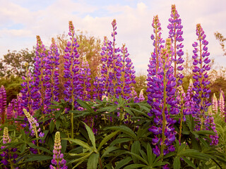 Naklejka premium Purple lupin flowers blooms in the field.