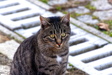 Female stray cat looking at the camera