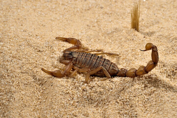 escorpión en la arena