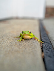 Macro selective focus on eyes of a green tree frog