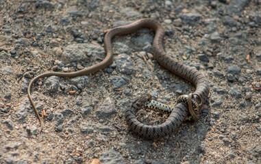 A snake (Coluber caspius) swallows a smaller one of the same species.