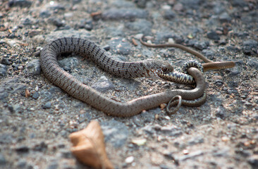 A small snake swallows another smaller one.