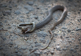 Battle for life - a snake devours a snake.