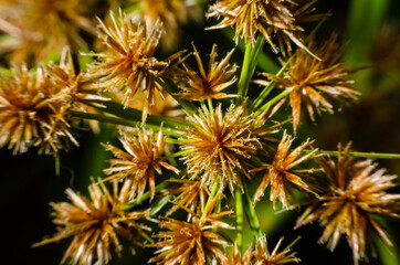 macro shot of flower carpel