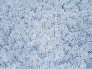 overhead top view of snowed forest with white branches