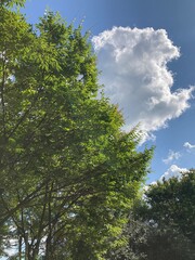 Obraz premium 햇살받은 나무