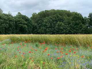 field with poppies