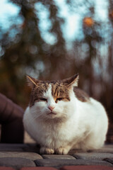 Kotek © Marcin
